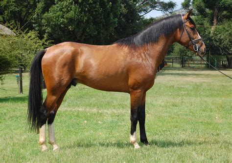 Gelding Horse .